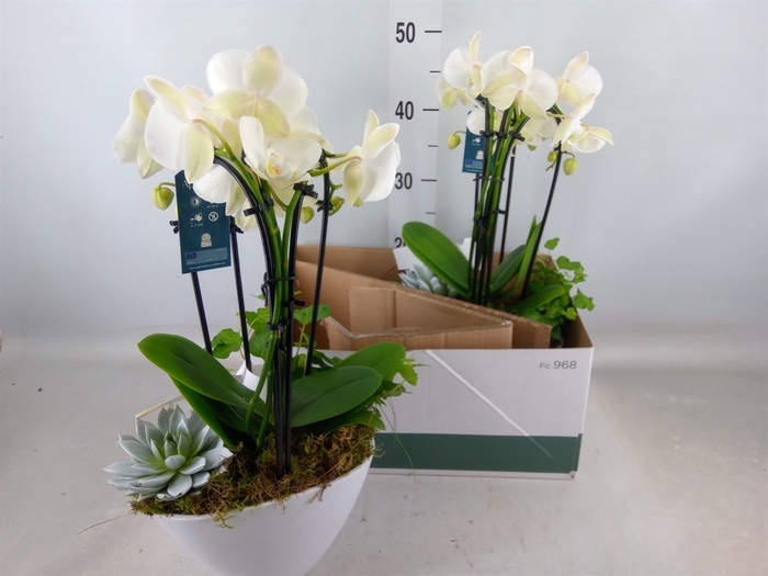 <h4>Phalaenopsis  'Elegant Cascade'</h4>