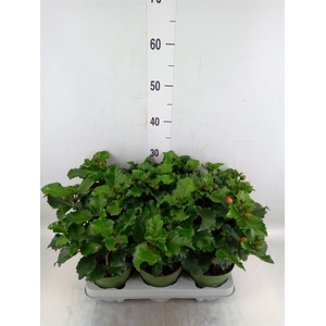 Hibiscus rosa-sin.   ...