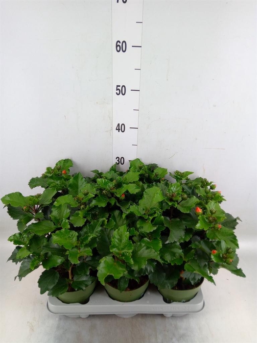 <h4>Hibiscus rosa-sin.   ...</h4>