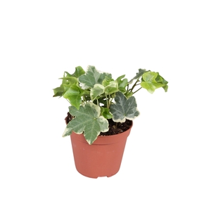 Hedera   ...variegated