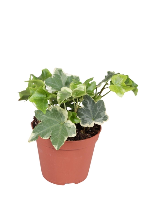 <h4>Hedera   ...variegated</h4>