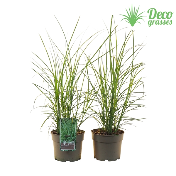 <h4>Miscanthus sinensis 'Pünktchen'</h4>