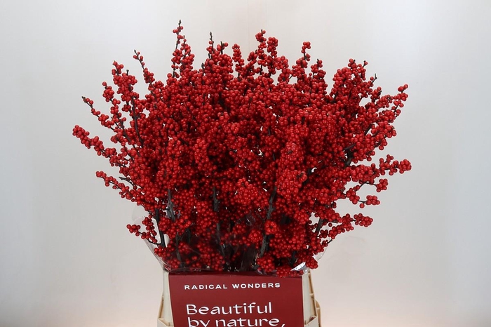 <h4>Ilex Crimson</h4>