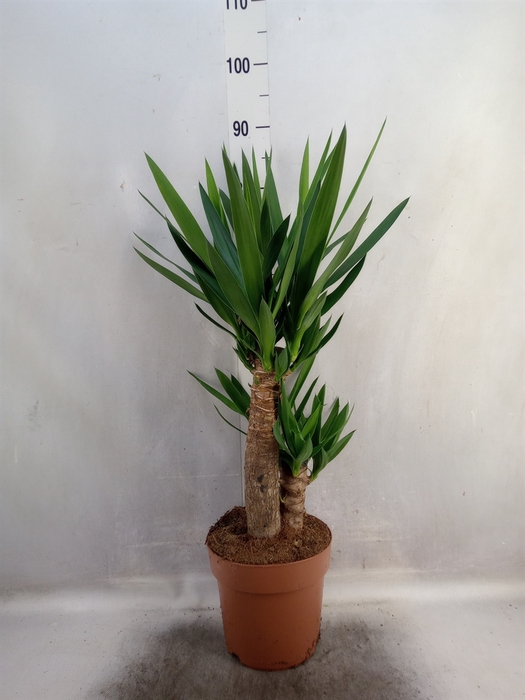 <h4>Yucca</h4>