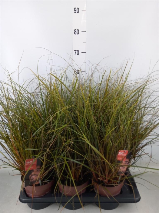 <h4>Uncinia rubra</h4>