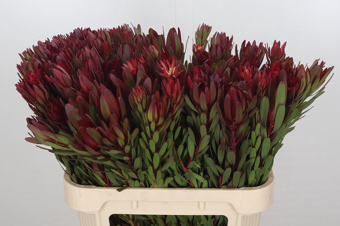 Leucadendron Safari Sunset