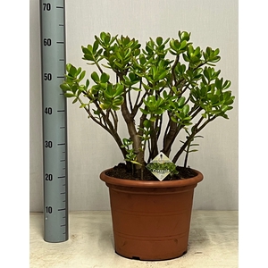 CRASS OVATA