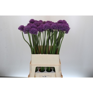 Allium Gladiator