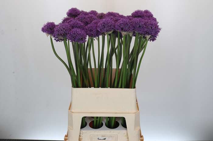 Allium Gladiator