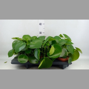 Peperomia polybotrya 'Raindrop'