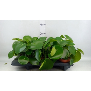Peperomia polybotrya 'Raindrop'