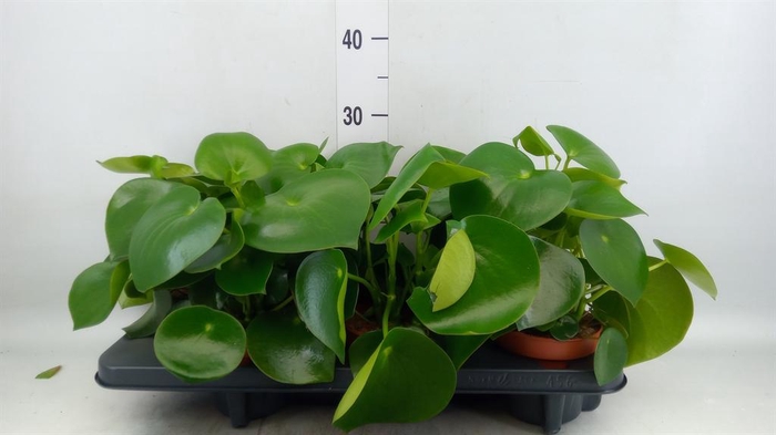 <h4>Peperomia polybotrya 'Raindrop'</h4>