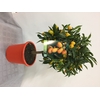 Citrus hystrix