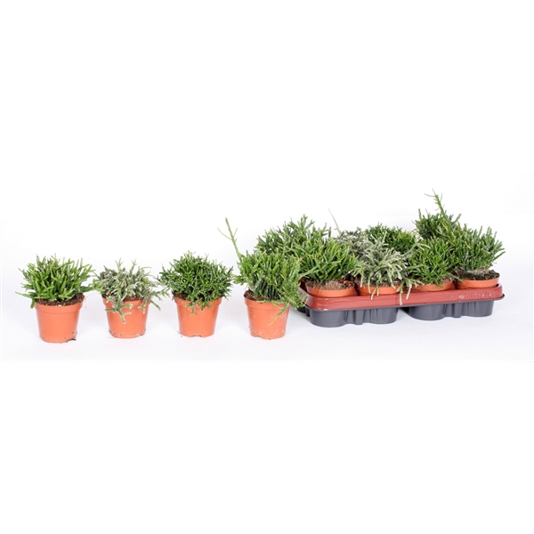 <h4>Rhipsalis gemengd 9 cm</h4>