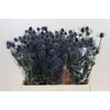 Eryngium Blue Dynamite