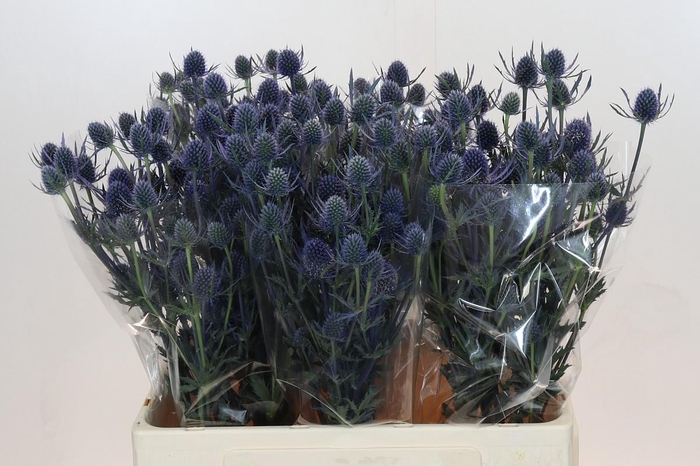 Eryngium Blue Dynamite