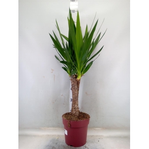 Yucca elephantipes   ...