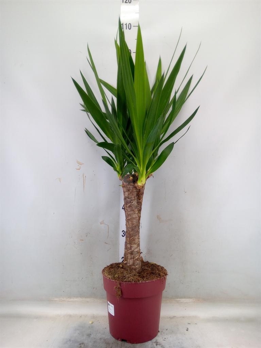 Yucca elephantipes   ...