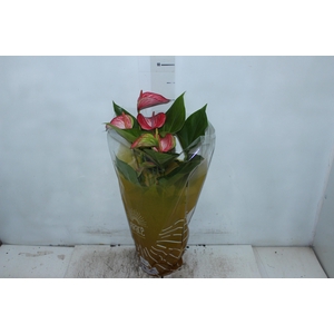 ANTHURIUM LIVIUM RED P17 BICOLOR