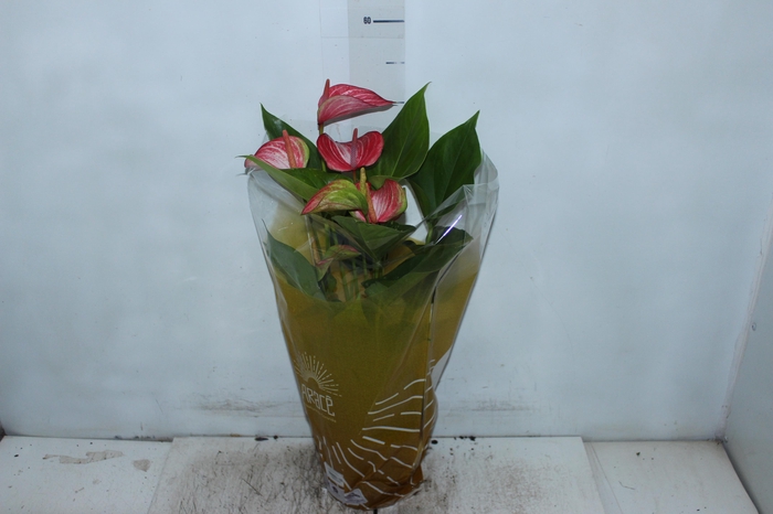 <h4>ANTHURIUM LIVIUM RED P17 BICOLOR</h4>