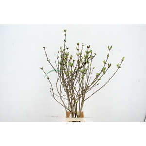 SYRINGA  PAARS PER STEM 120CM