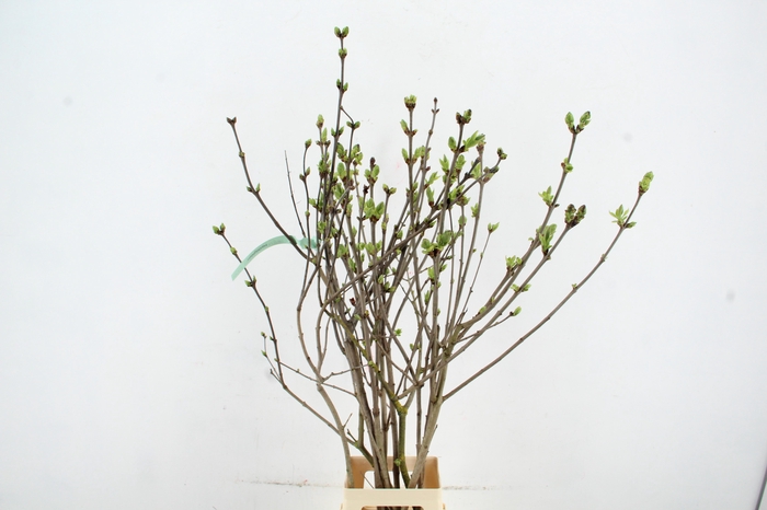 <h4>SYRINGA  PAARS PER STEM 120CM</h4>