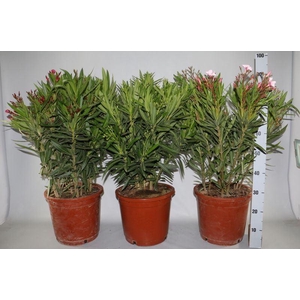 NERIUM OLEANDER OV