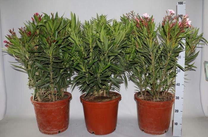 <h4>NERIUM OLEANDER OV</h4>
