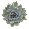 ECHEVERIA CHIHUAHUAENSIS