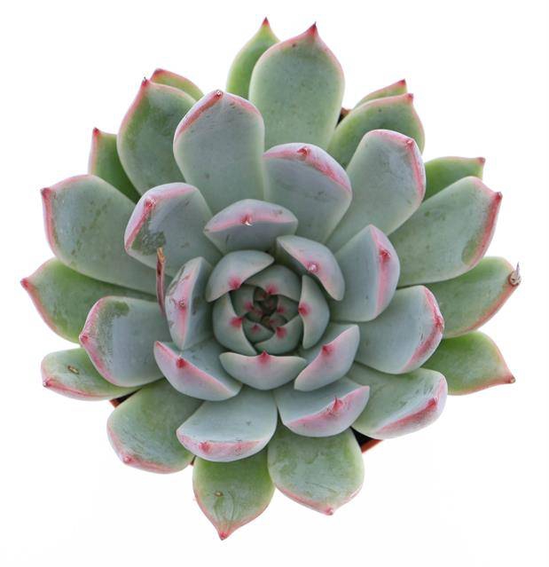ECHEVERIA CHIHUAHUAENSIS