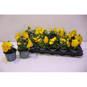 Vio F1 Hybr All Yellow