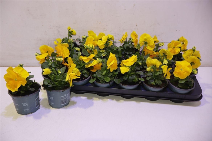 <h4>Vio F1 Hybr All Yellow</h4>