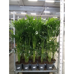 Howea forsteriana