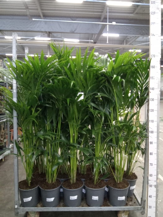 <h4>Howea forsteriana</h4>
