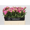 Paeonia Glory Hallelujah