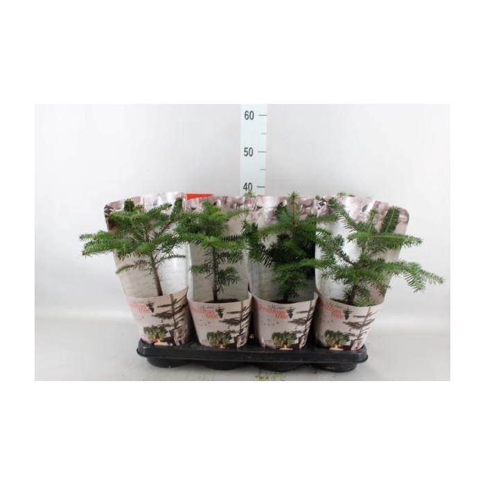 <h4>Abies nordman.</h4>