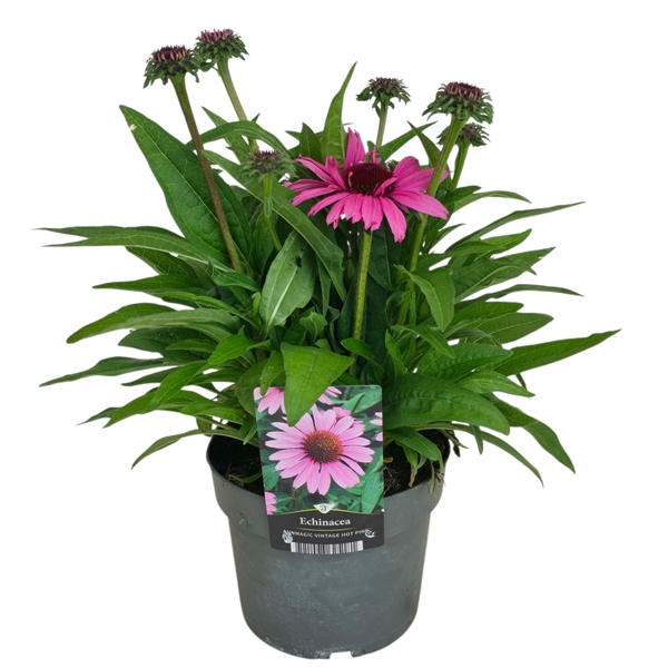 <h4>Echinacea Vintage Hot Pink</h4>