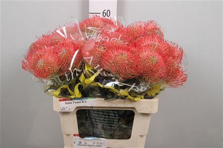 <h4>Leuco Ayoba Pink</h4>