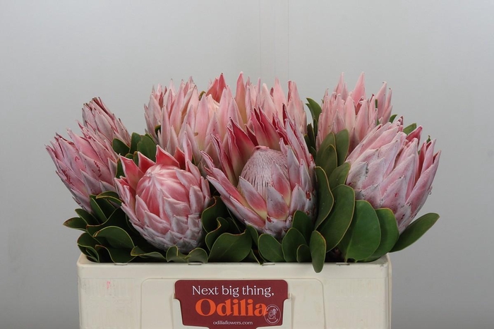 <h4>Protea Cynaroides</h4>