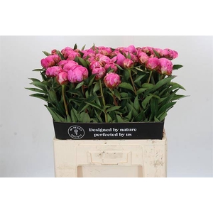 Paeonia dr alexander fleming