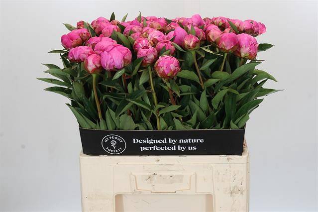 Paeonia dr alexander fleming