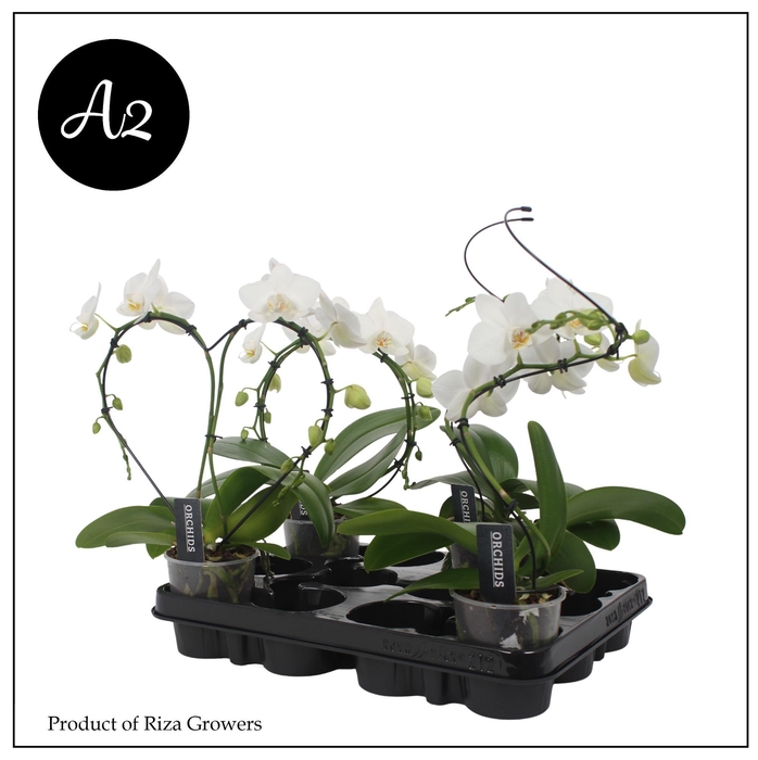 <h4>Phalaenopsis A2 Shaped Mix – 9cm</h4>