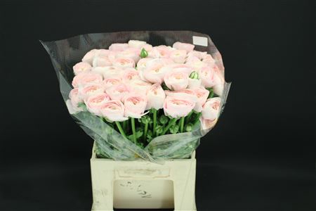 <h4>Cloni Extra Hanoi</h4>