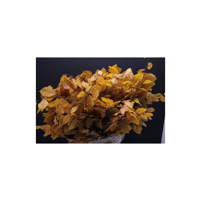 <h4>Dr Beuk Yellow Stabiliseert</h4>