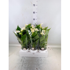 Anthurium andr. 'White Champion'