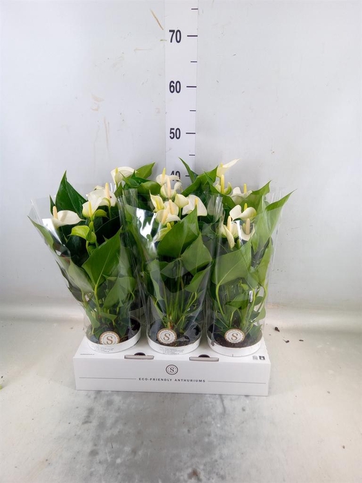 <h4>Anthurium andr. 'White Champion'</h4>