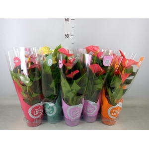 Anthurium   ...mix