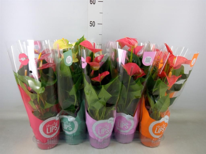 <h4>Anthurium   ...mix</h4>