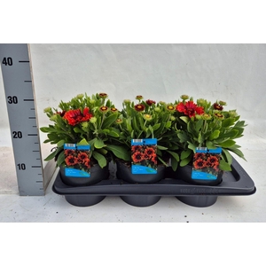 Gaillardia aristata