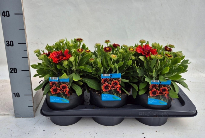 <h4>Gaillardia aristata</h4>